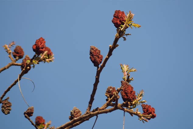 Sumac