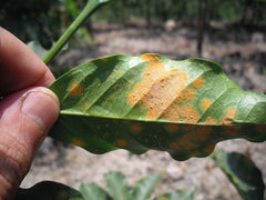 Hemileia Vastatri, la rouille orangée du caféier