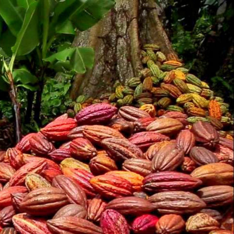 Bonne nouvelle, le chocolat ruby est le chocolat le plus sain !