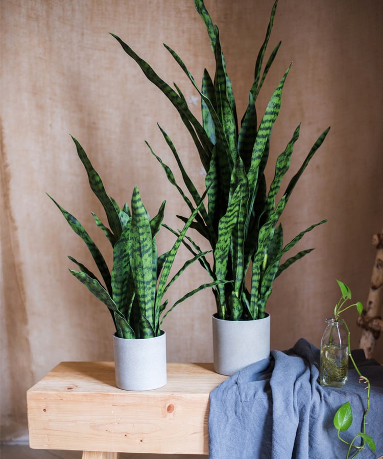 Potted Artificial Snake Plant Black Green Leaf  RusticReach