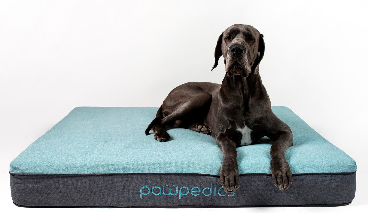 What Are The Best Dog Beds In Australia Pawpedics