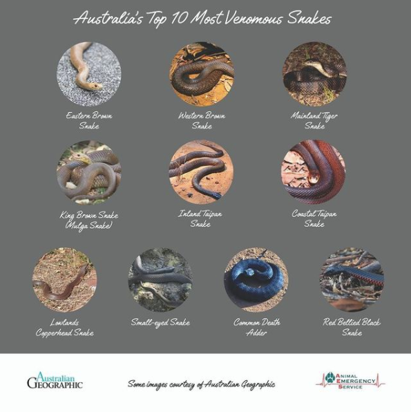 Australia's Most Venomous Snakes