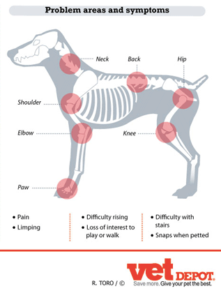 Common Areas Of Arthritis On Dog