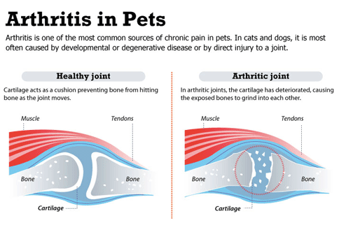 Arthritis In Pets