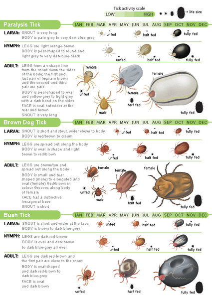 Tick Identification