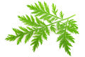 Artemisia Annua Herb