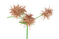 Cyperus Rotundus Rhizome