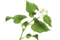 Houttuynia Cordata Herb