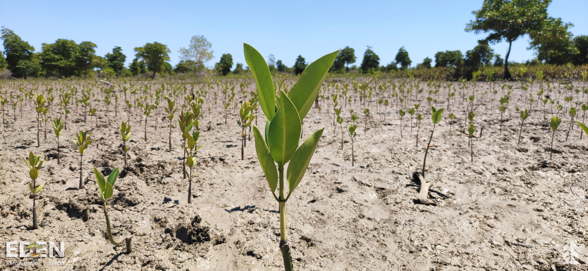 Planting Trees for a More Sustainable Future