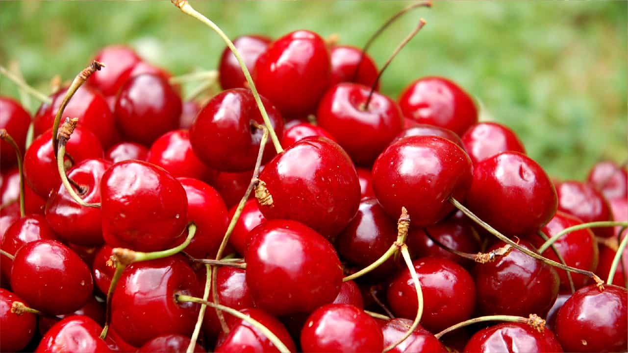A bunch of juicy ripe red tart cherries, one of nature's natural sleep aids