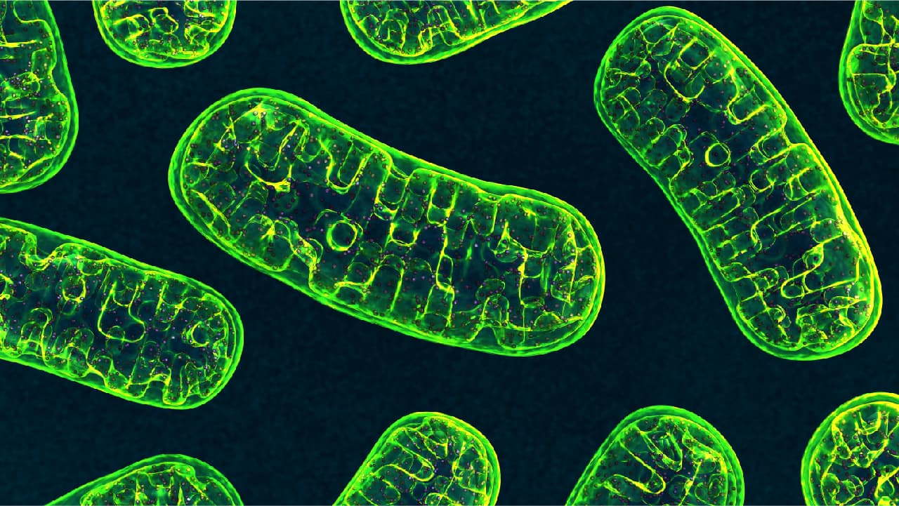 Performance Lab® - mitochondria