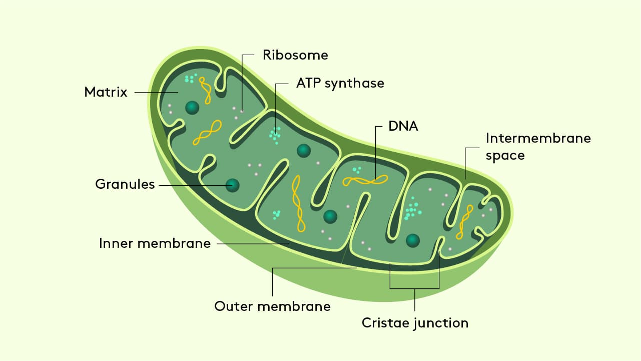 Performance Lab® - What are mitochondria?