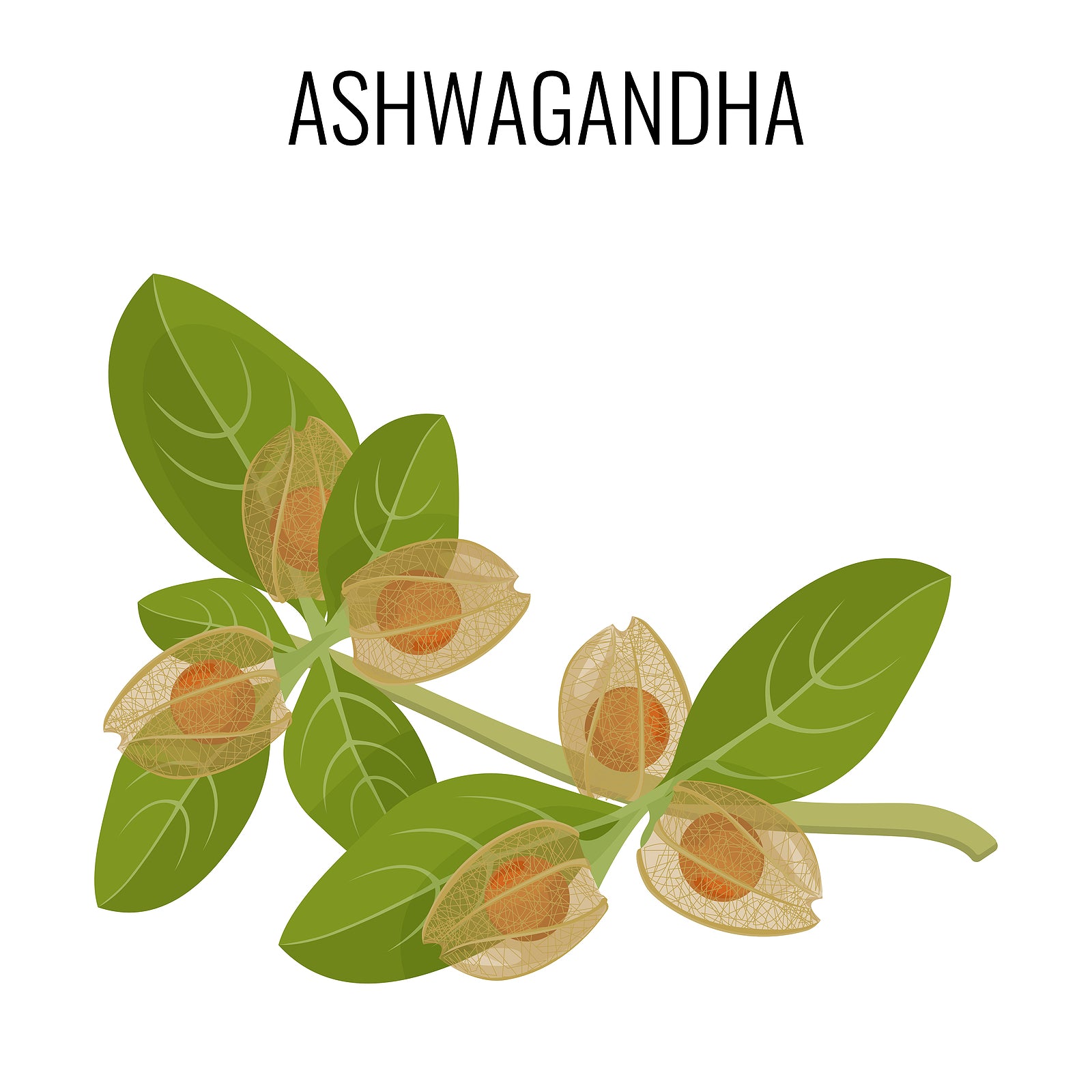 An image of Ashwagandha pictures as the plant isolated on white