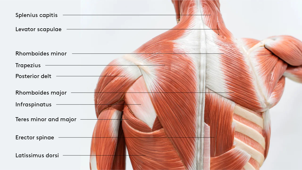 Anatomical drawing of back anatomy showing muscles to target with back thickness exercises.