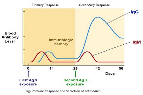 Photo source: https://microbiologynotes.com/wp-content/uploads/2015/11/Primary-Vs.-Secondary-Immune-Response.jpg