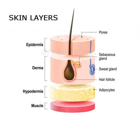 fwbeauty skin layer