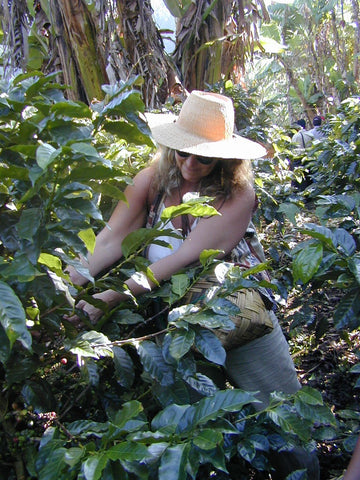 Jahva Mama picking organic fair-trade coffee in Nicaragua.