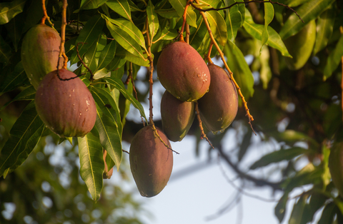 apple mangoes on tree