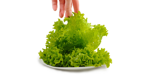 Green Ice Lettuce with hand