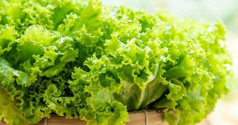 bunch of green ice lettuce