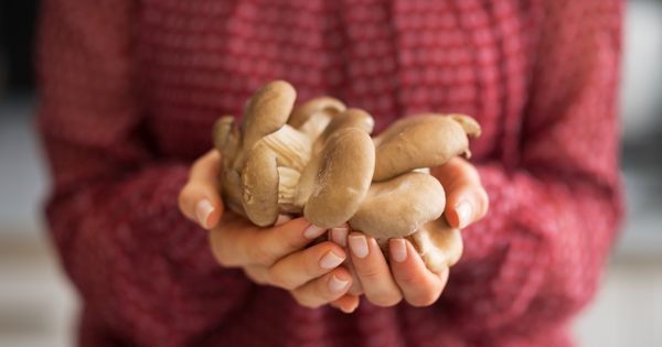 oyster mushroom on hand