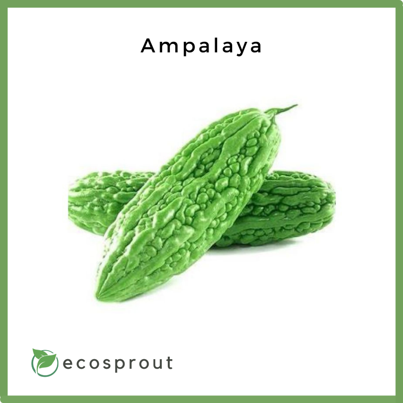 ampalaya