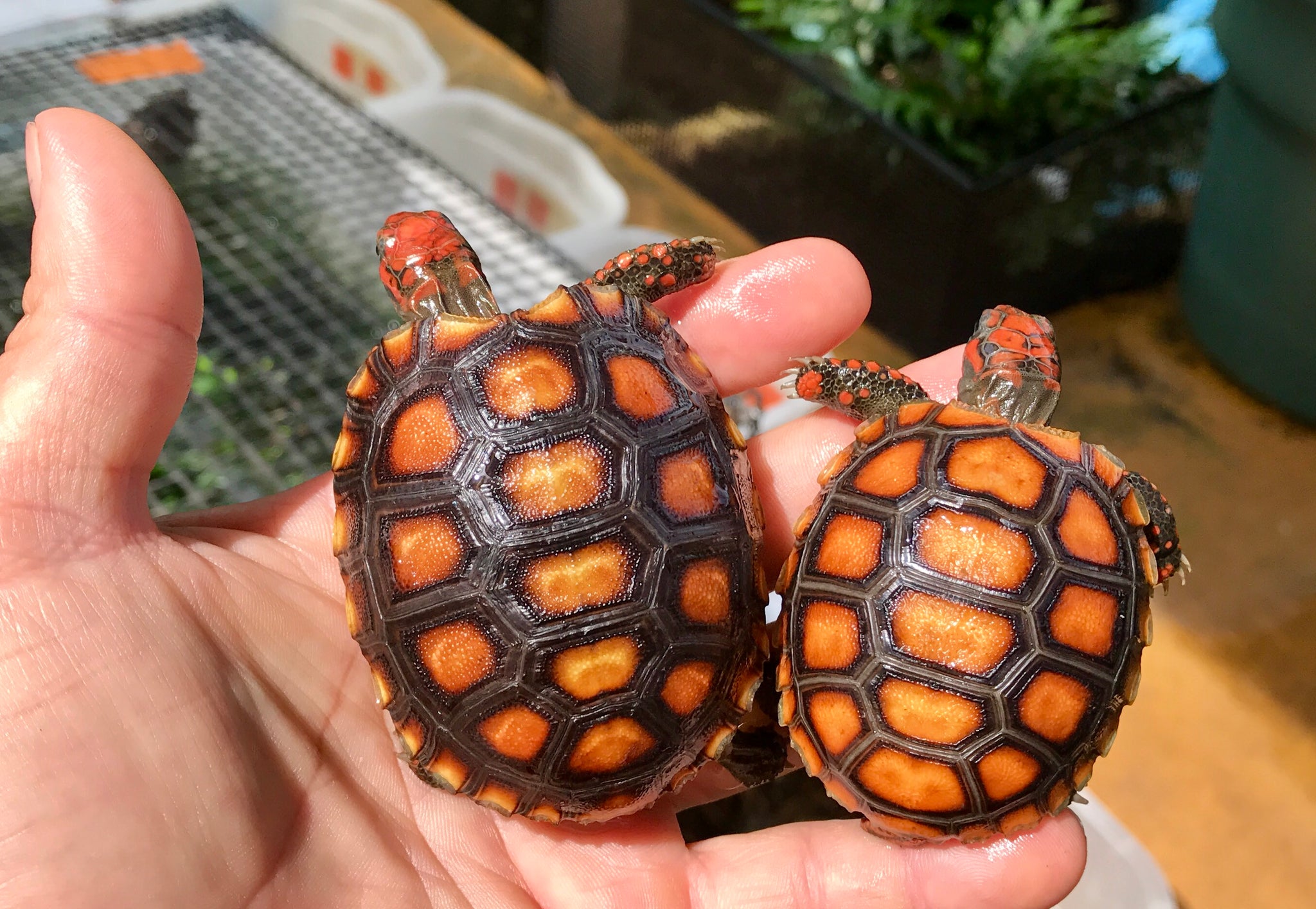 High Orange Cherry Head Red Footed Tortoise Well Started