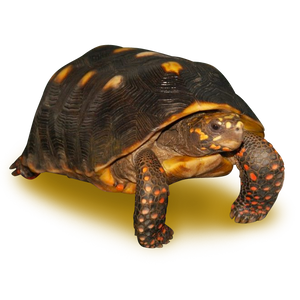 10 Female Red Tortoise Female With Minor Shell Imperfections