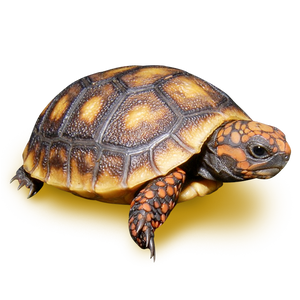 We Have Just One Very Pretty 3 Red Foot Tortoise With A Small