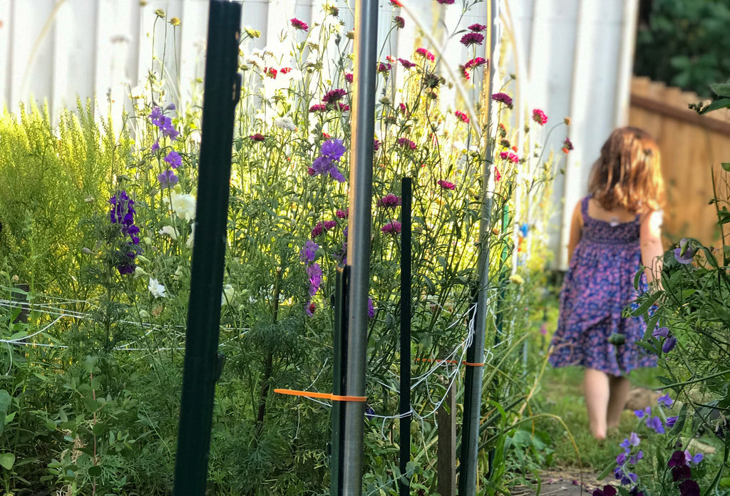 My daughter wandering the garden and enjoying the blown out blooms