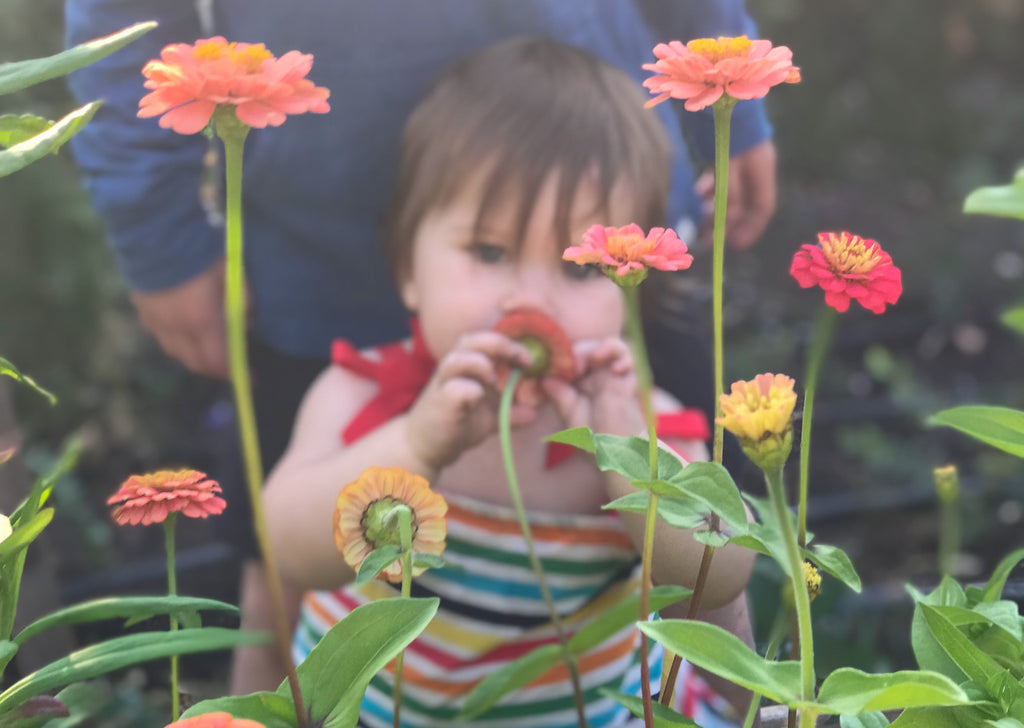 Baby girl smelling the zinnias in our garden