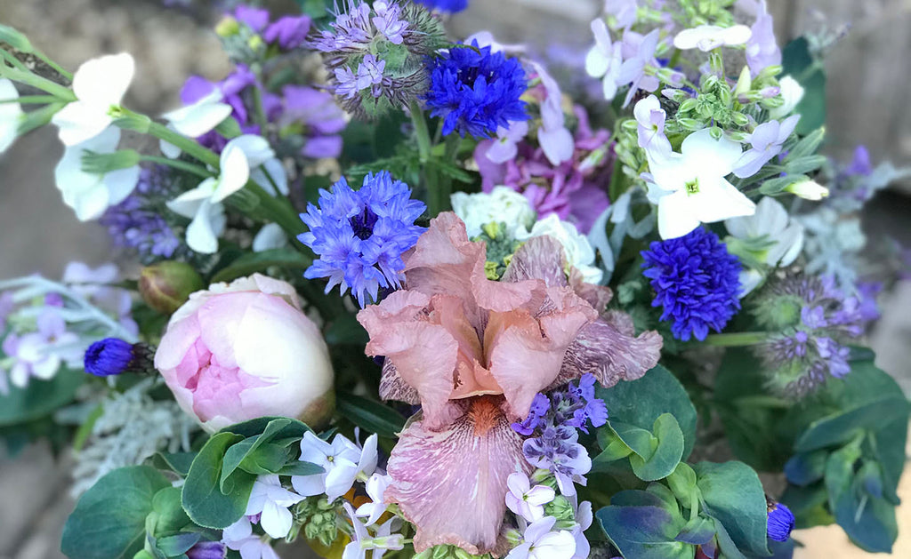 Beautiful blue and pink late spring bouquet with peonies, iris, sweet rocket, and cornflowers.