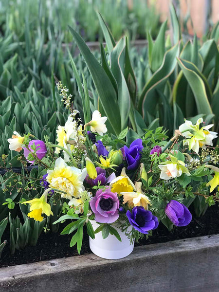 Early Spring centerpiece made with daffodils and anemones.