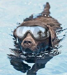 Stylish Waterproof Dog Goggles | Best Gadgets for Dog Lovers 1