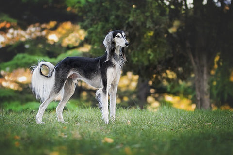 15 Dog Breeds That Don’t Shed for a Pet-Hair Free Life |