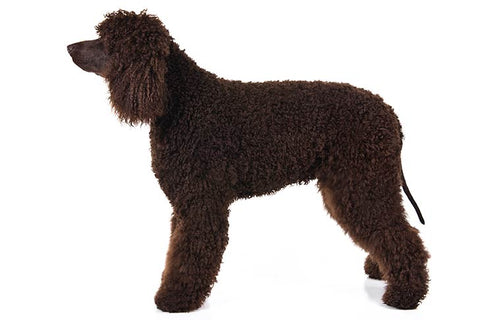 15 Dog Breeds That Don’t Shed for a Pet-Hair Free Life |