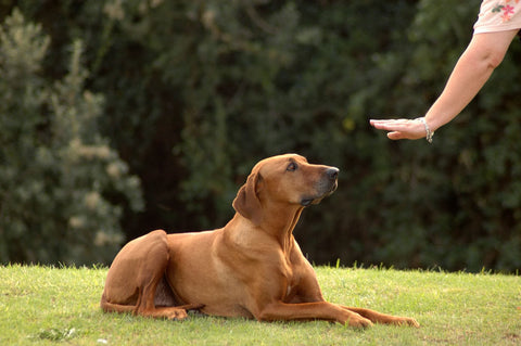 Dog Training: Should You Consider Alpha Training? |
