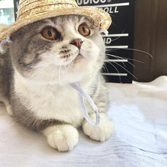 Cat Summer Hat 18