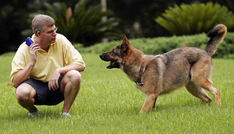 Dog Training: Should You Consider Alpha Training? |