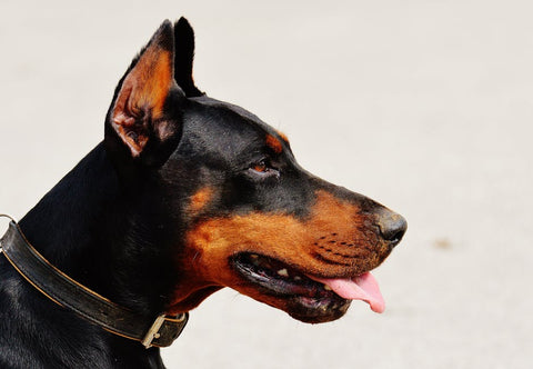 Doberman - Ear infection in dogs