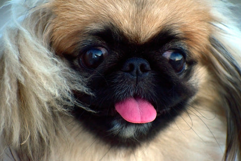 are pekingese hypoallergenic