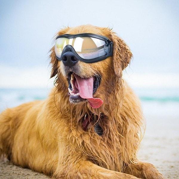 stylish-waterproof-dog-goggles-best-gadgets-for-dog-lovers-july-test-glamorousdogs-475519_600x.jpg