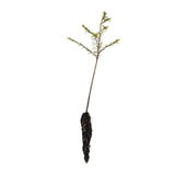 Baldcypress | Small Tree Seedling