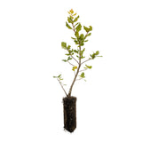 Coast Live Oak | Medium Tree Seedling