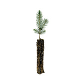 Blue Spruce | Small Tree Seedling