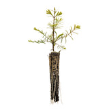 Dawn Redwood | Small Tree Seedling