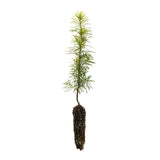 Douglas-fir | Small Tree Seedling