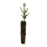 Giant Sequoia | Small Tree Seedling