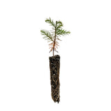 Japanese Cedar | Small Tree Seedling | The Jonsteen Company