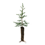 Kashmir Cypress | Small Tree Seedling